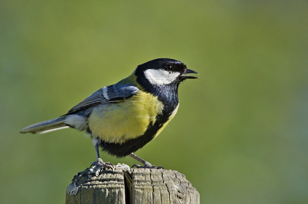 Der Kohlmeise Gesang - Vögel in Europa