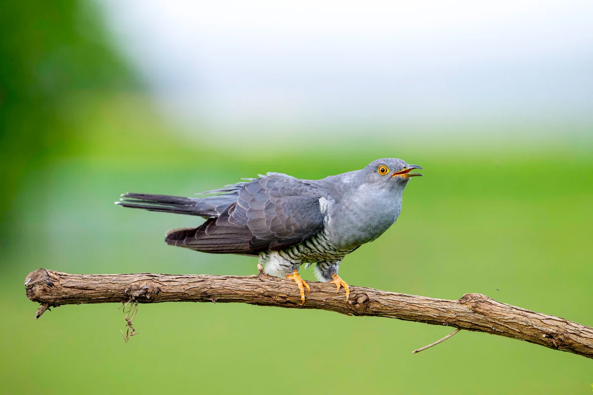 Der Kuckuck Ruf - Vögel in Europa