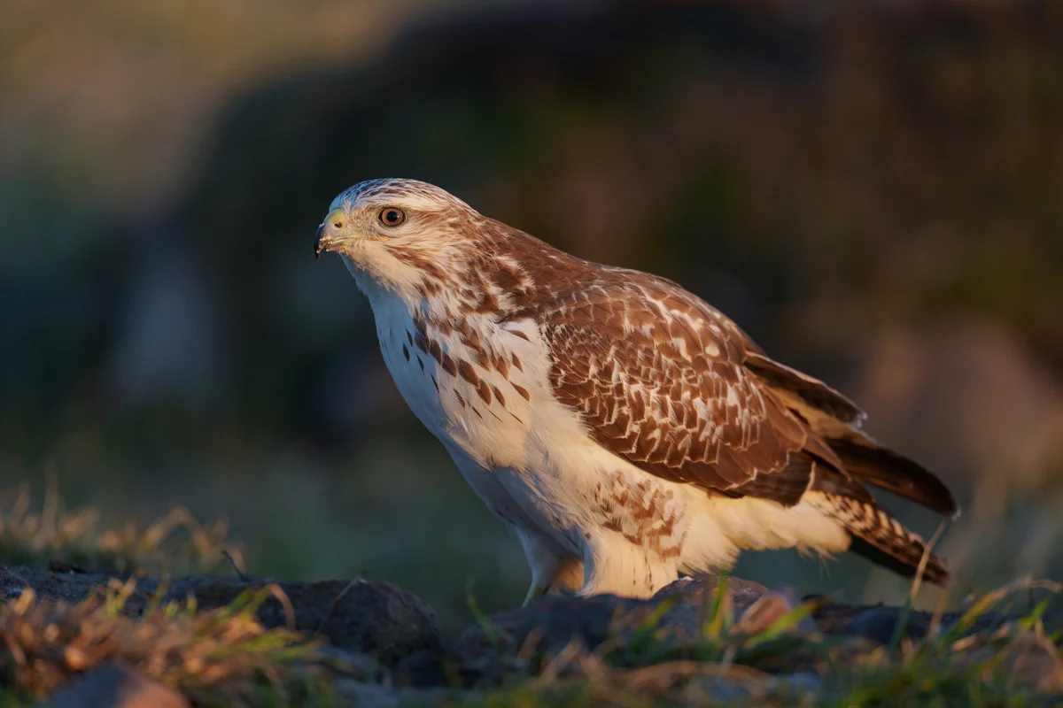 Der Mäusebussard in Weiß - Vögel in Europa