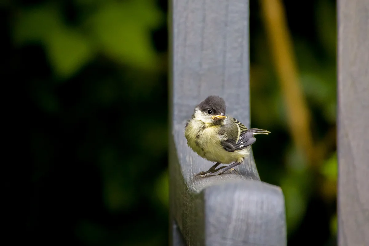 Ein Kohlmeise Jungvogel - Vögel in Europa