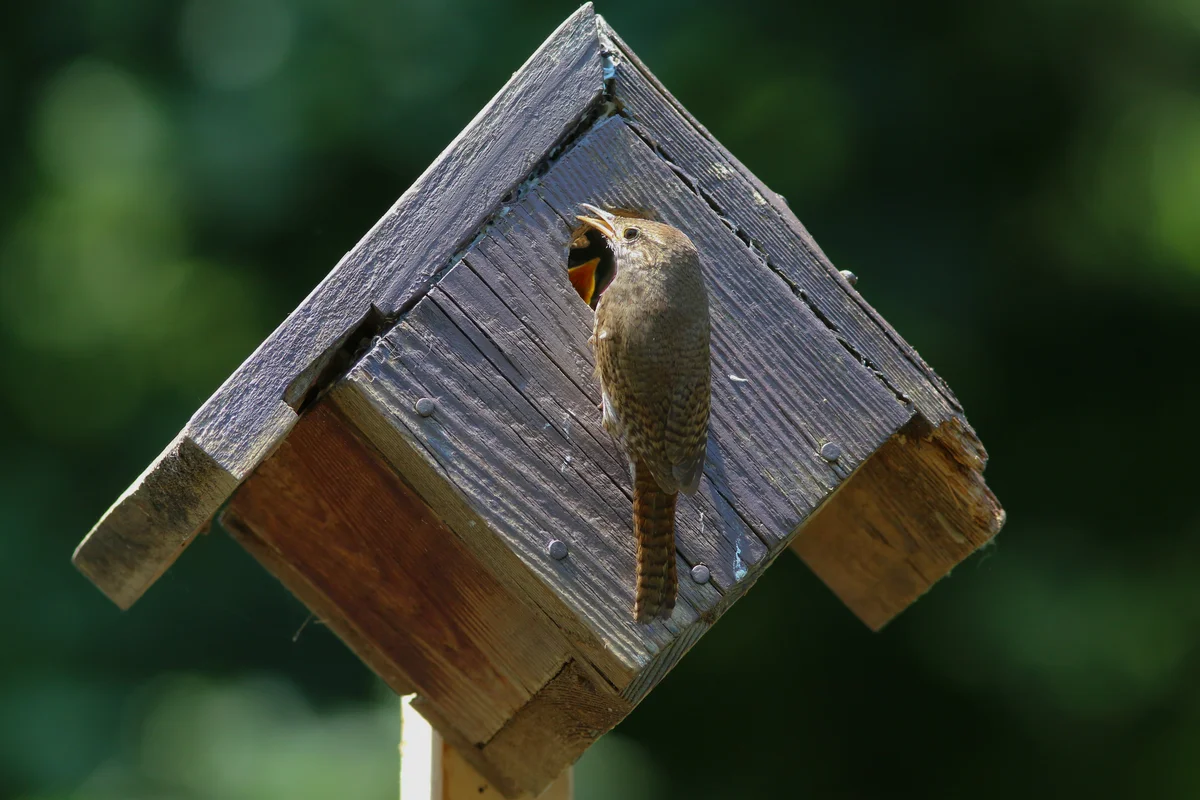 Ein Nistkasten für Zaunkönig - Vögel in Europa