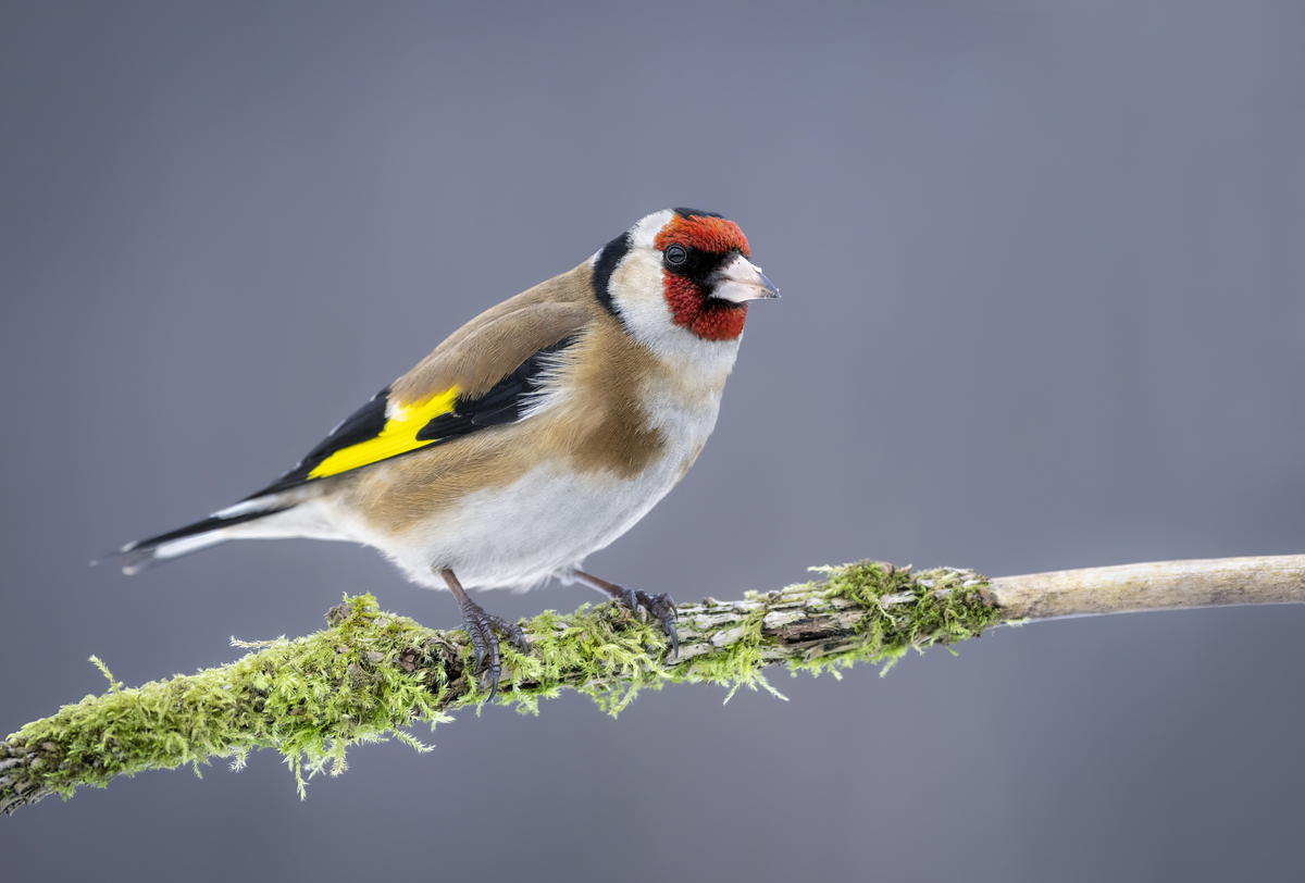 Ein Stieglitz im Garten - Vögel in Europa