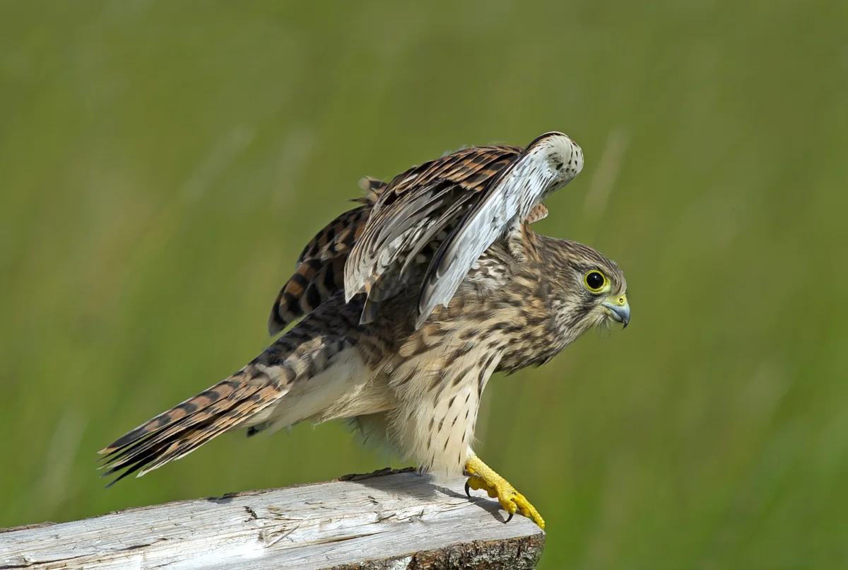 Ein Turmfalke im Garten - Vögel in Europa