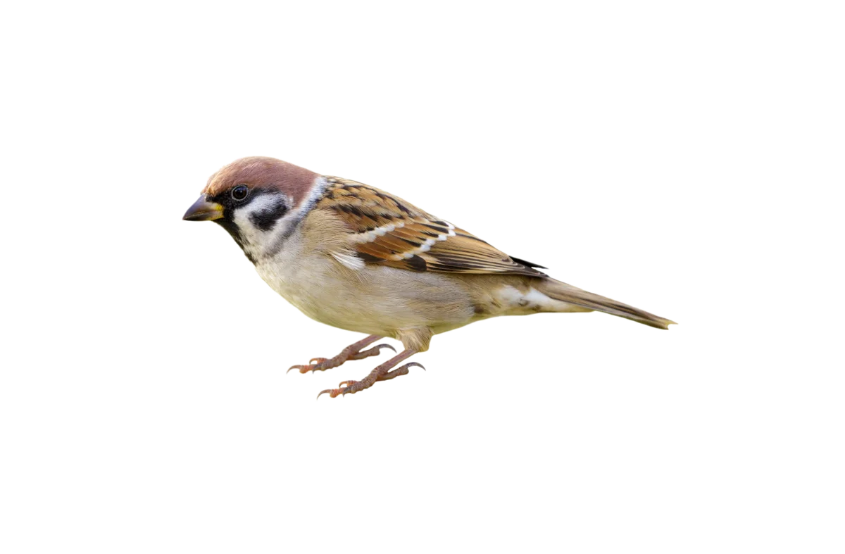 Feldsperling - Vögel in Europa