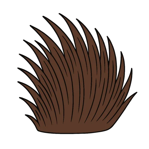 Braun