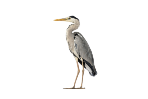 Graureiher- Vögel in Europa