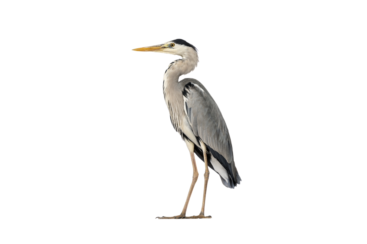 Graureiher- Vögel in Europa