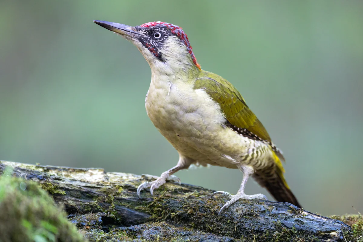 Grünspecht Ruf - Vögel in Europa