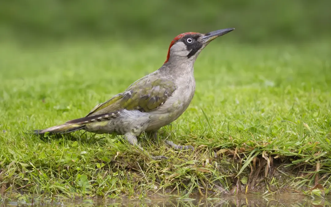 Grünspecht Weibchen: So erkennst du die stille Partnerin im grünen Gefieder