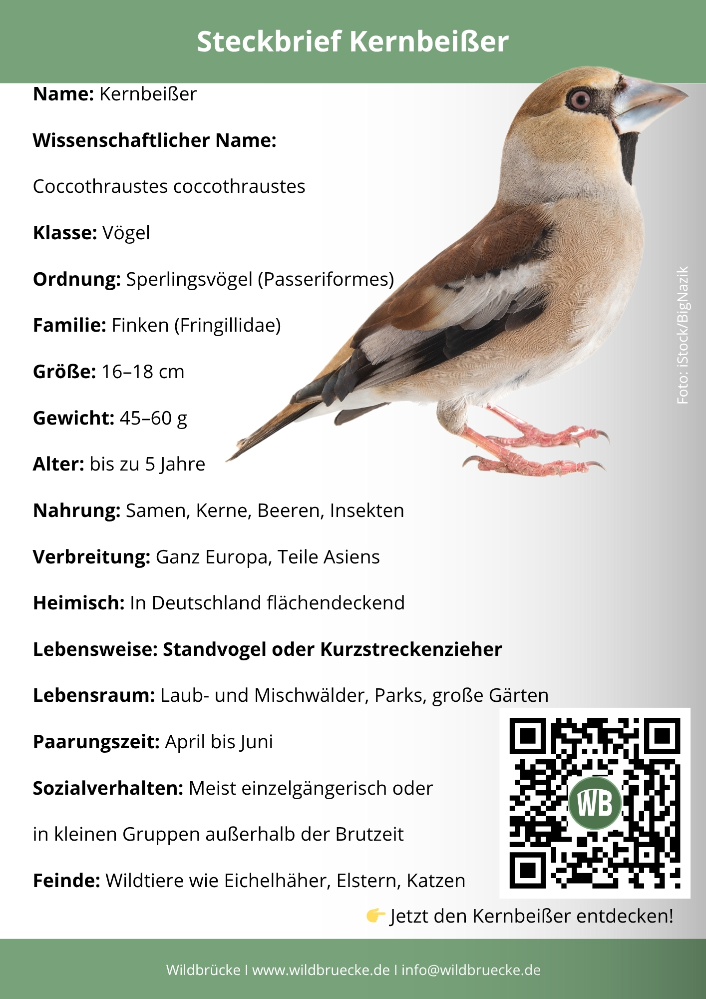 Kernbeißer Steckbrief- Vögel in Europa