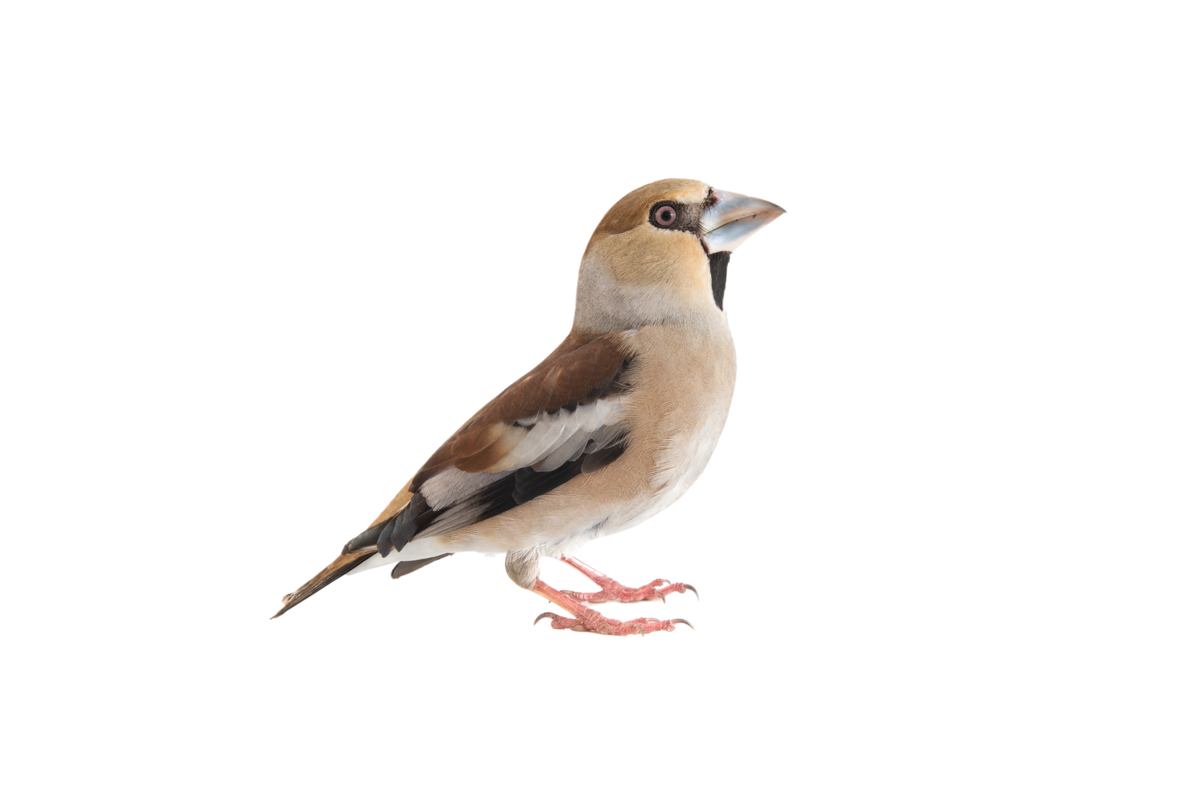Kernbeißer- Vögel in Europa