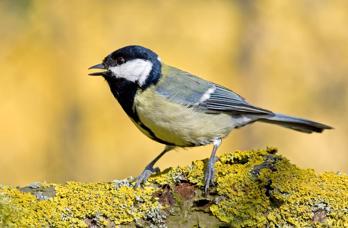 Kohlmeise Gesang - Vögel in Europa