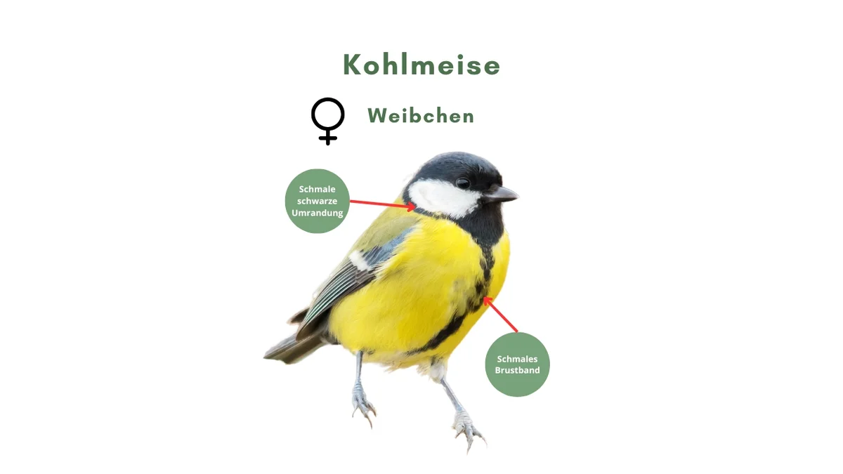 Kohlmeise Weibchen - Vögel in Europa