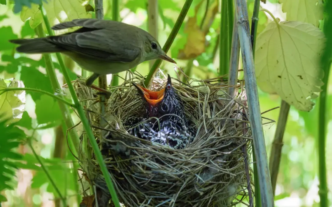 Kuckuck Küken: Der erstaunliche Start eines ungewöhnlichen Vogelkindes