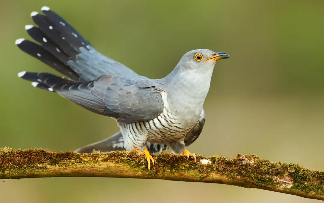 Kuckuck Ruf: Warum er so klingt und was er bedeutet