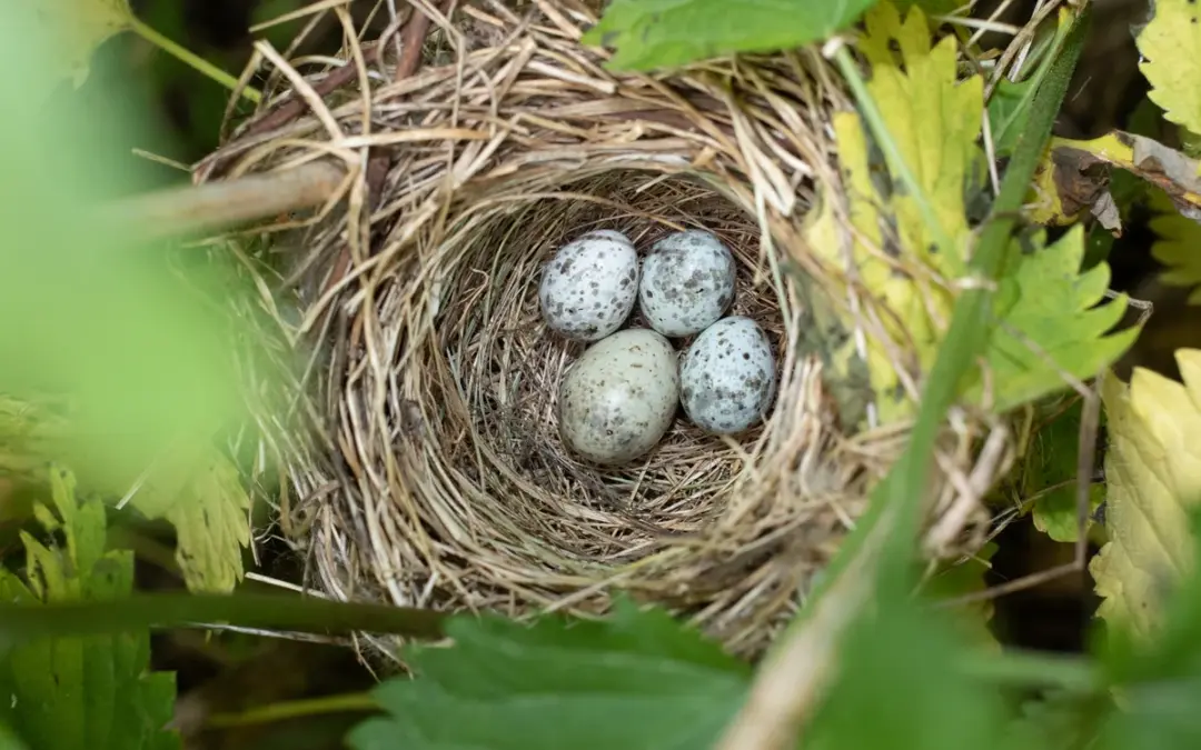 Kuckuck Eier: Tarnung, Trick und Überlebensstrategie im fremden Nest