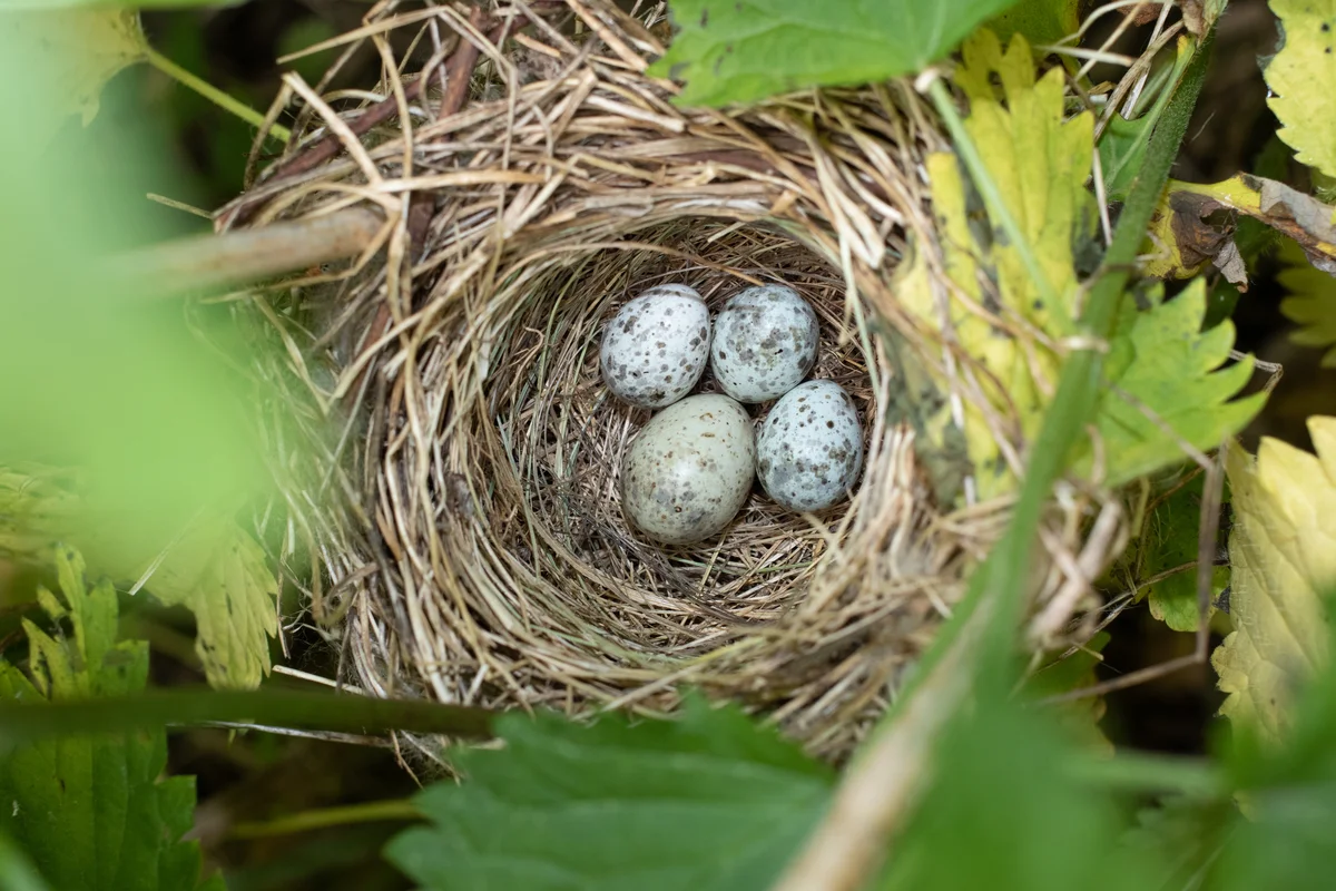 Kukuck Nest - Vögel in Eruopa