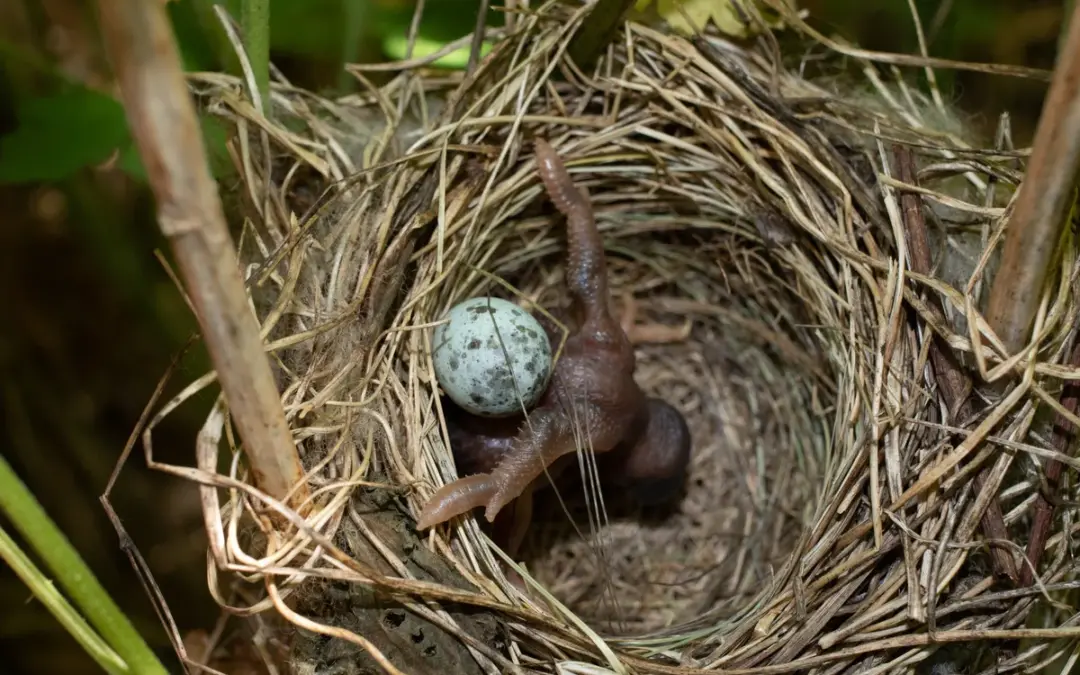 Kuckuck Nest: Wie der heimliche Vogel sein Ei bei anderen versteckt