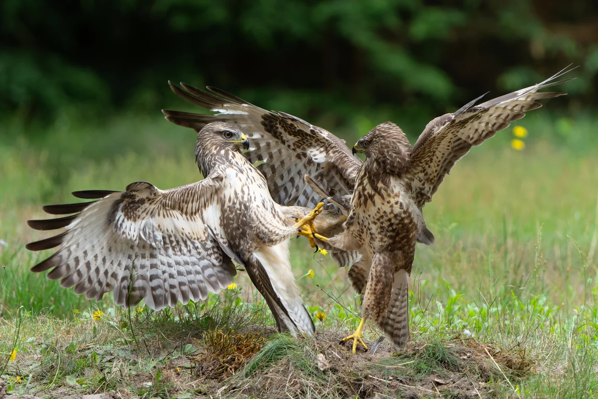 Mäusebussard Größe - Vögel in Europa