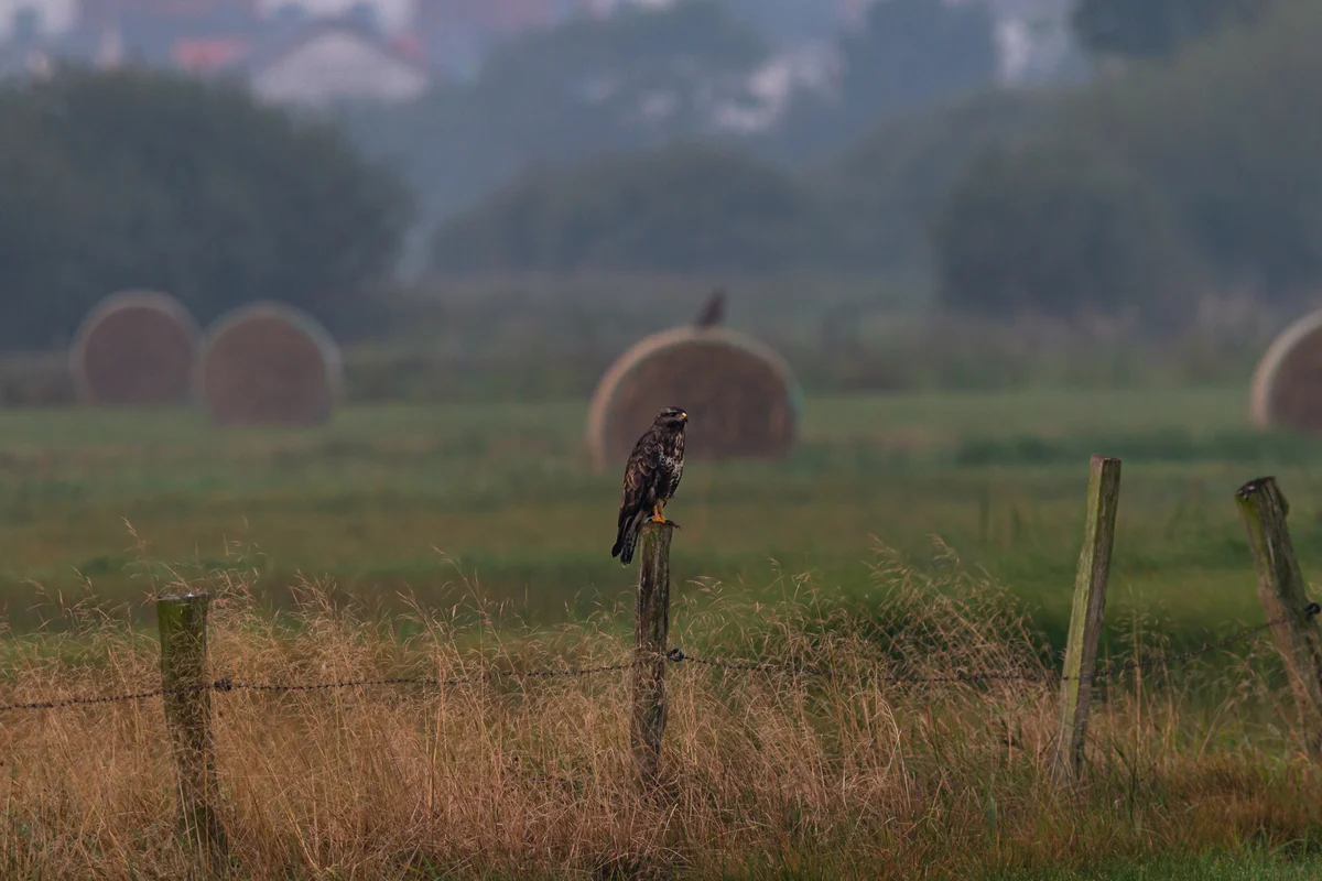 Mäusebussard Lebensraum Feld - Vögel in Europa