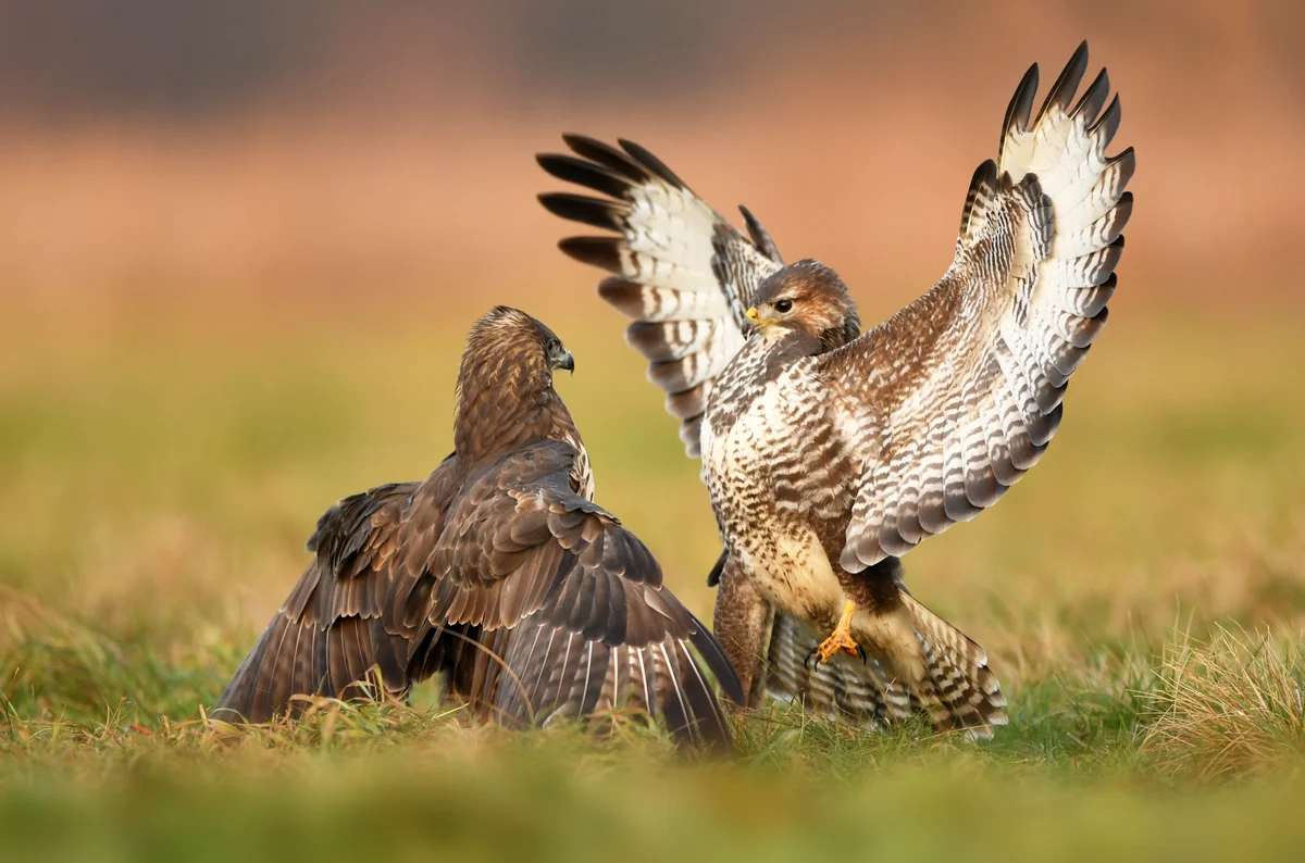 Mäusebussard Lebensraum - Vögel in Europa