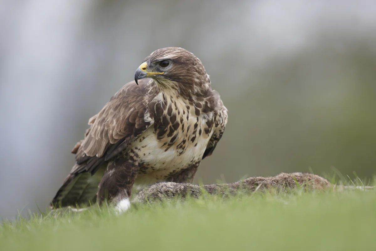 Mäusebussard Nahrung Kaninchen - Vögel in Europa