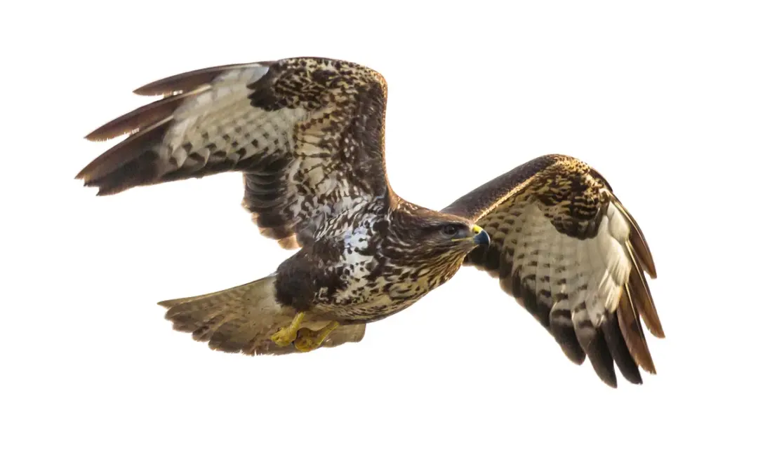 Mäusebussard Ruf: So klingt der häufigste Greifvogel Europas