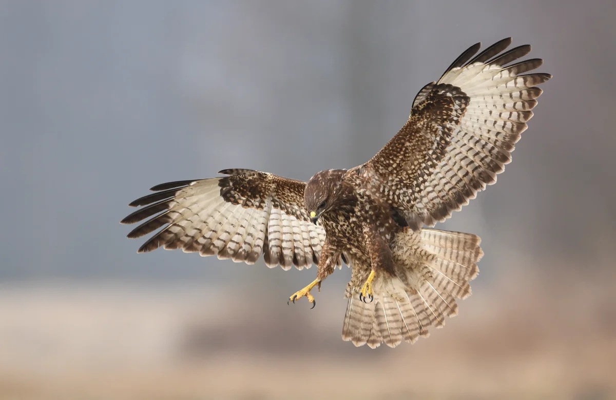 Mäusebussard Spannweite - Vögel in Europa