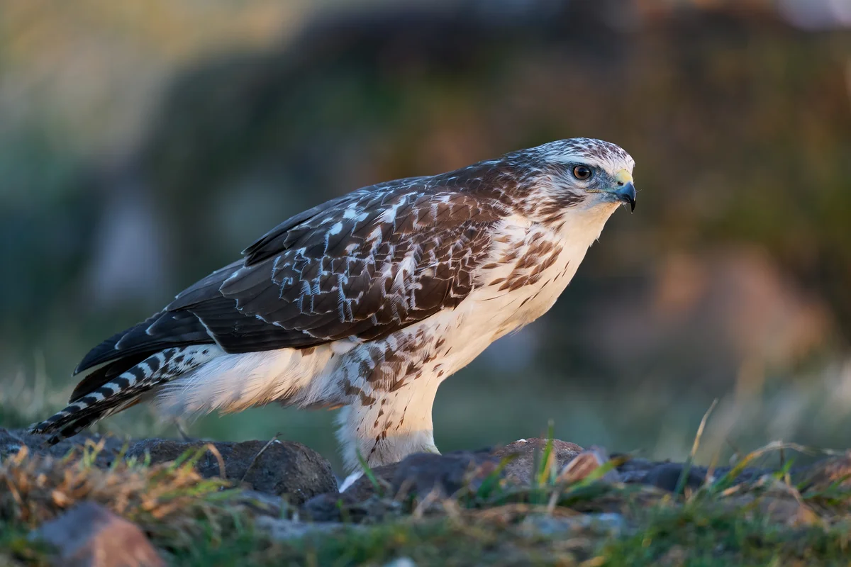 Mäusebussard in Weiß - Vögel in Europa