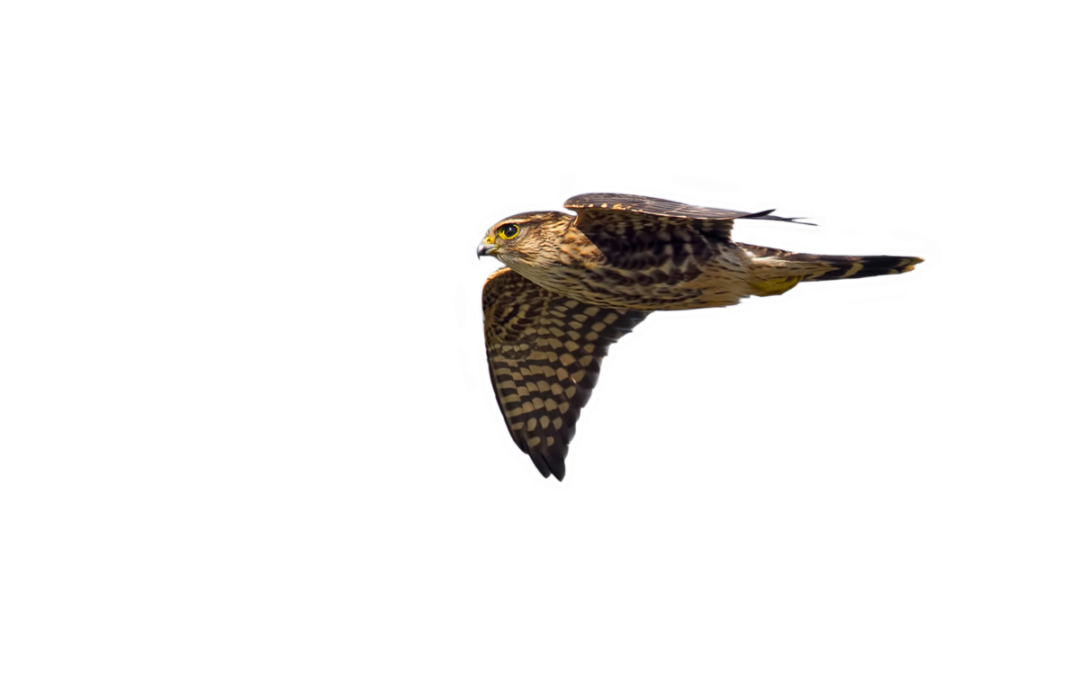Merlin