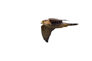 Merlin- Vögel in Europa