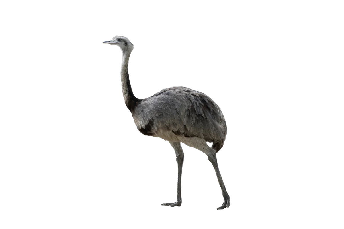 Nandu- Vögel in Europa