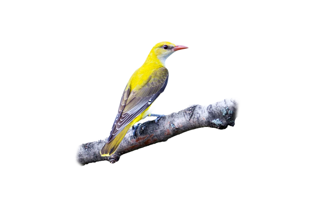 Pirol- Vögel in Europa