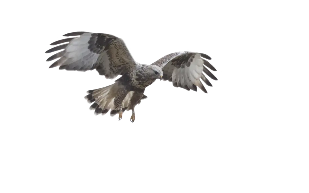 Raufußbussard