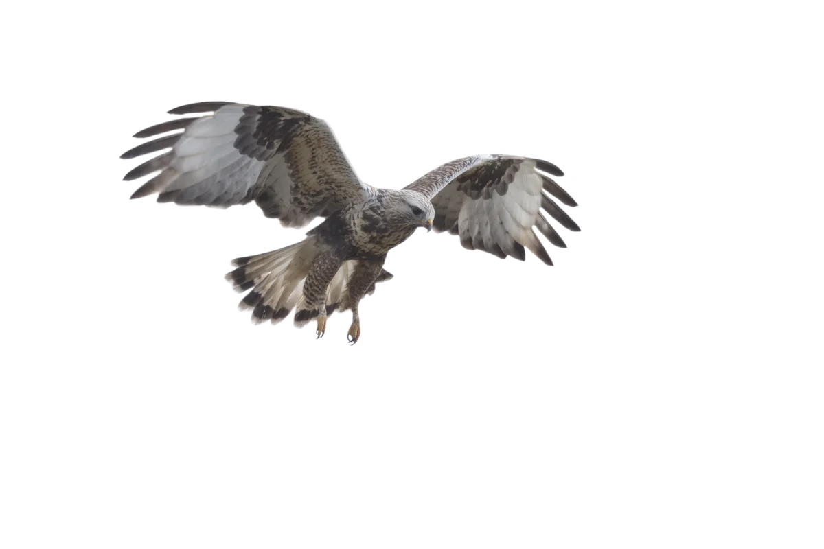 Raufußbussard - Vögel in Europa