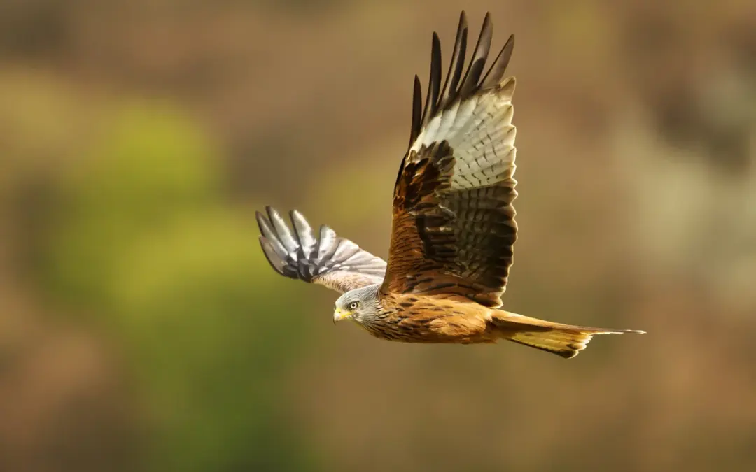 Rotmilan Besonderheiten: So faszinierend ist dieser heimische Greifvogel