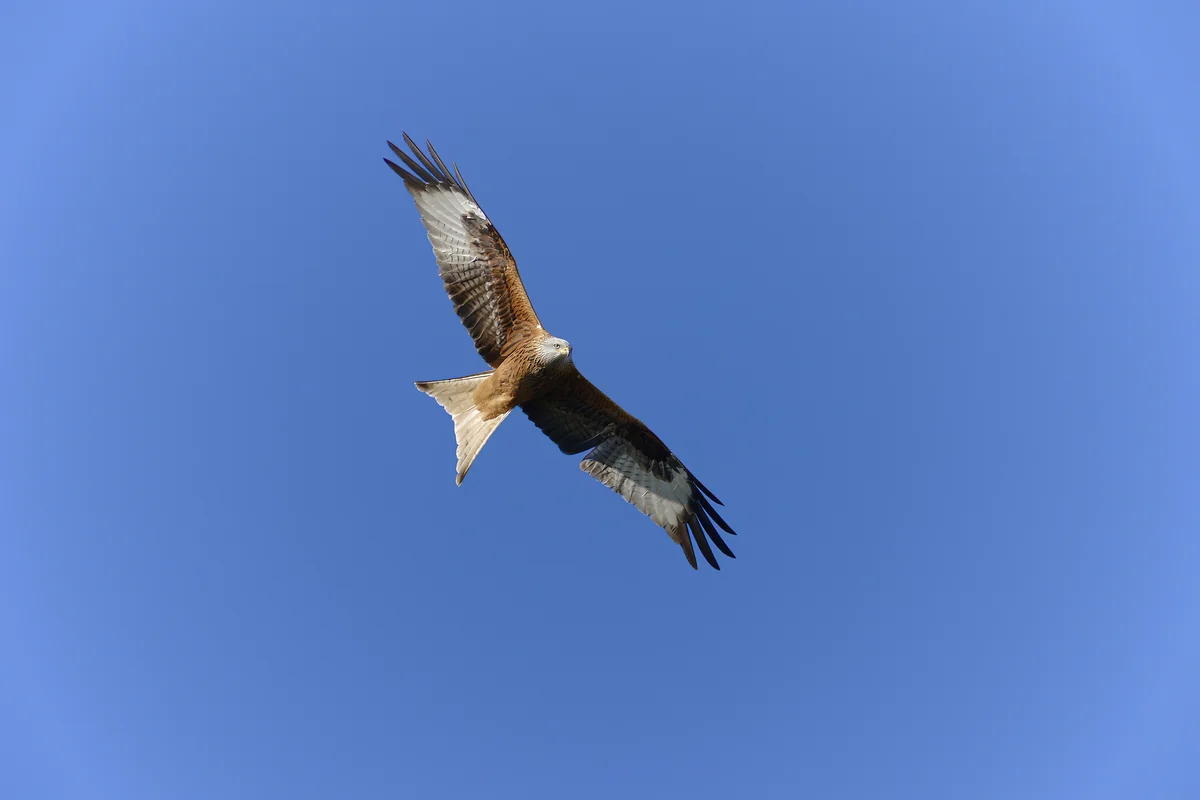 Rotmilan Flugbild - Vögel in Europa