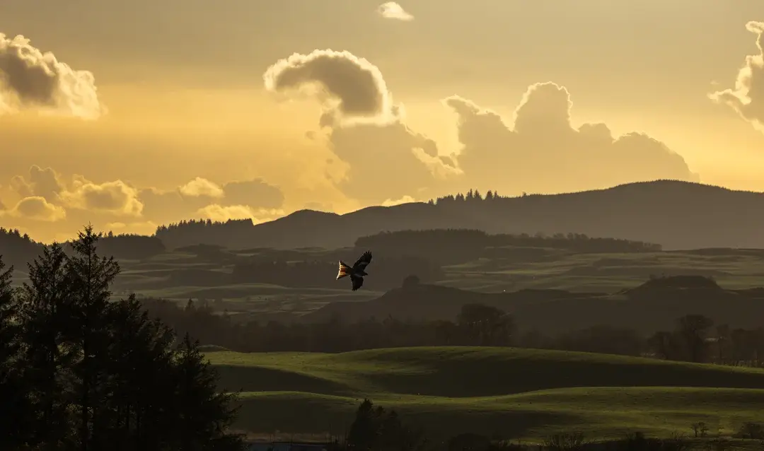 Rotmilan Lebensraum: Wo der elegante Greifvogel zu Hause ist