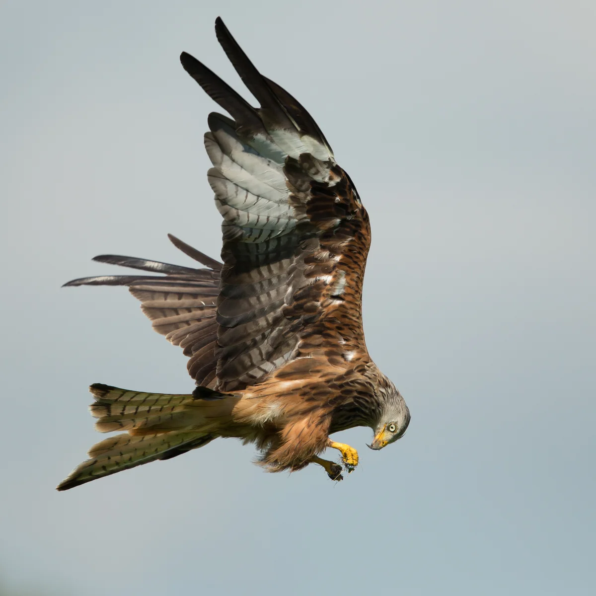 Rotmilan beim fressen - Vögel in Europa