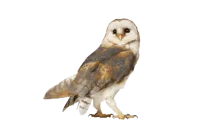 Schleiereule- Vögel in Europa
