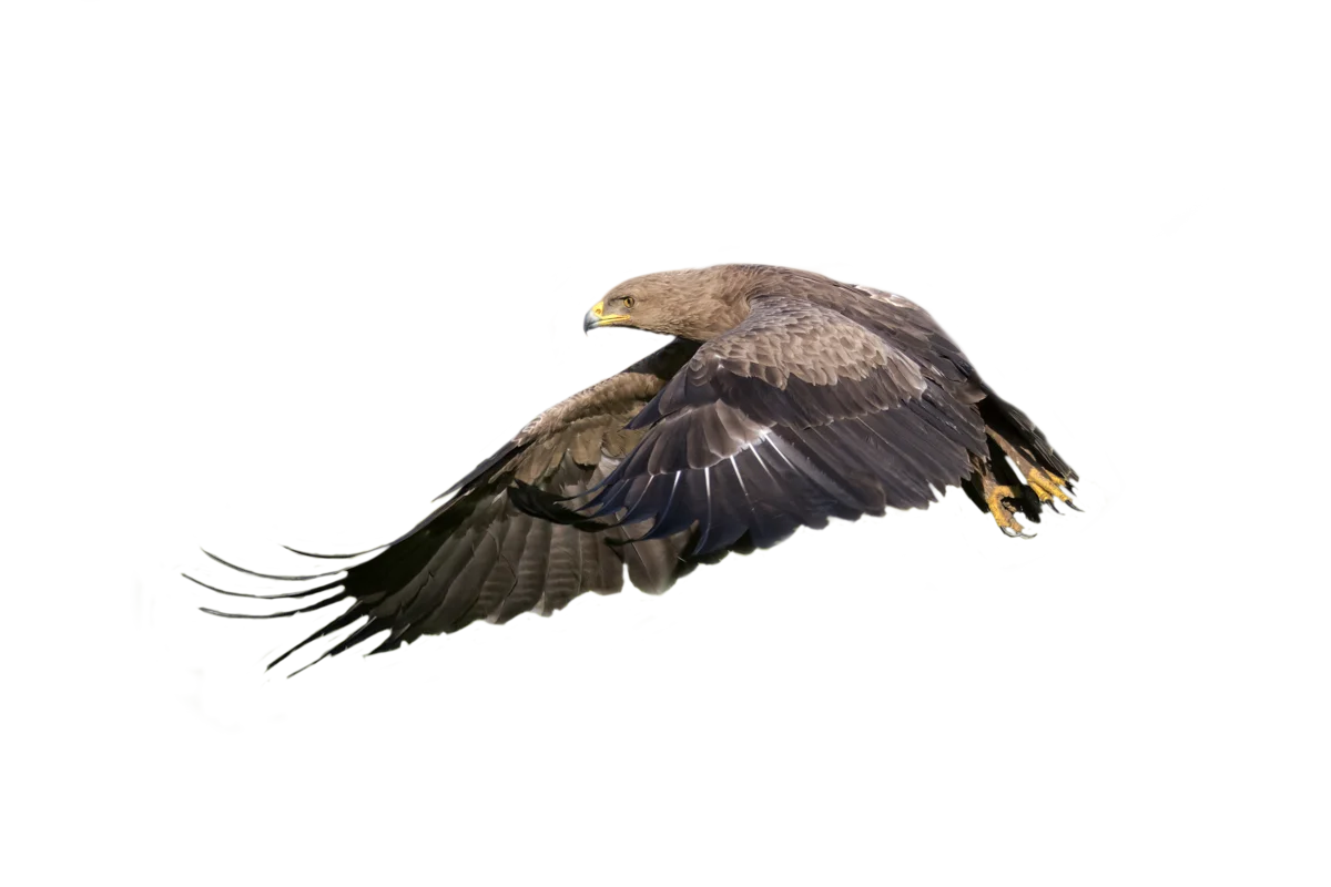 Orel křiklavý - Ptáci v Evropě