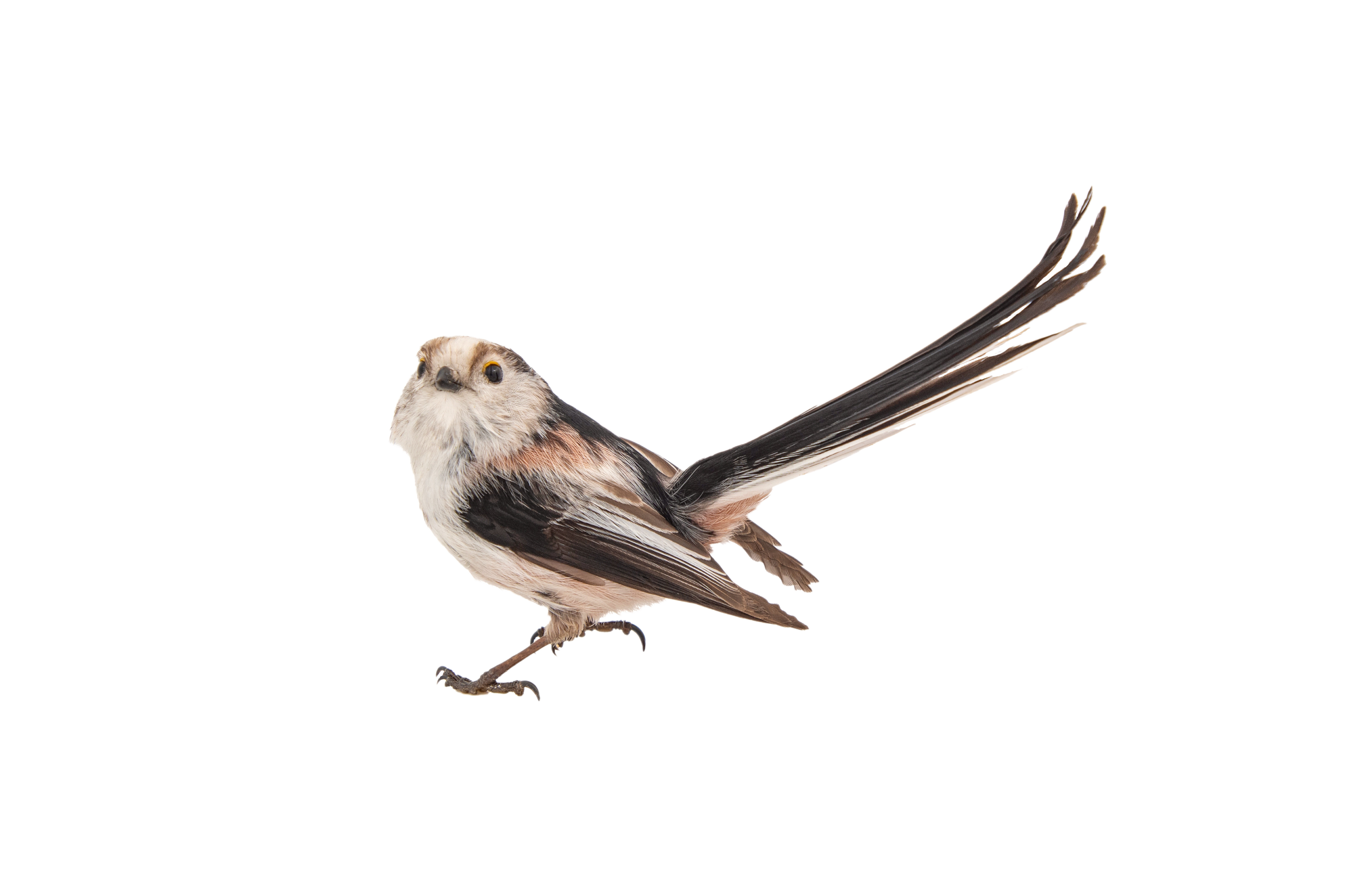 Schwanzmeise- Vögel in Europa