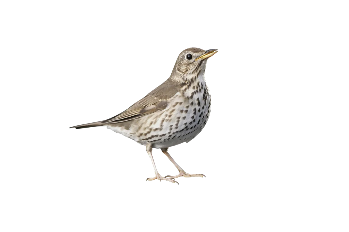 Singdrossel - Vögel in Europa