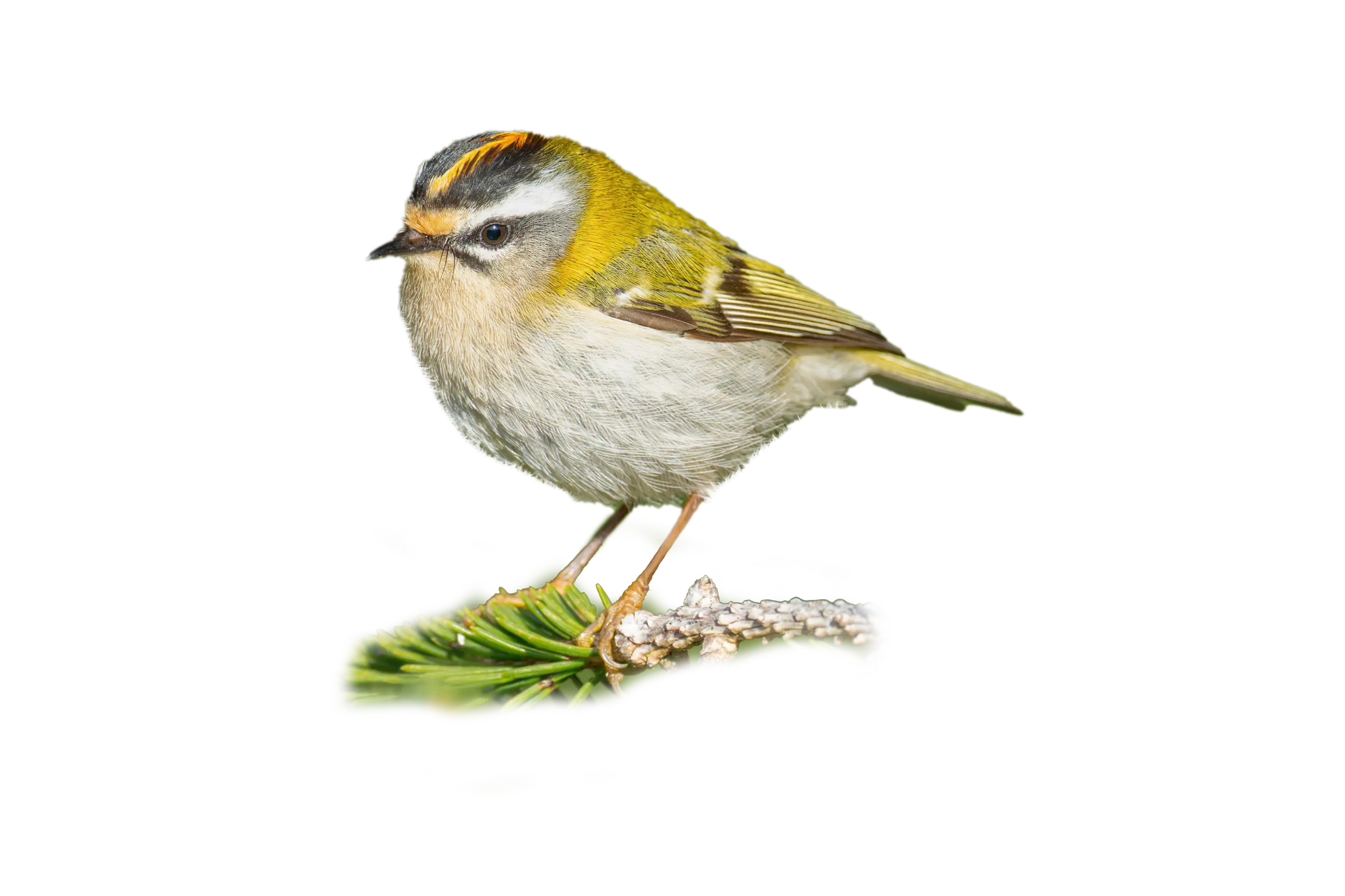 Sommergoldhähnchen - Vögel in Europa