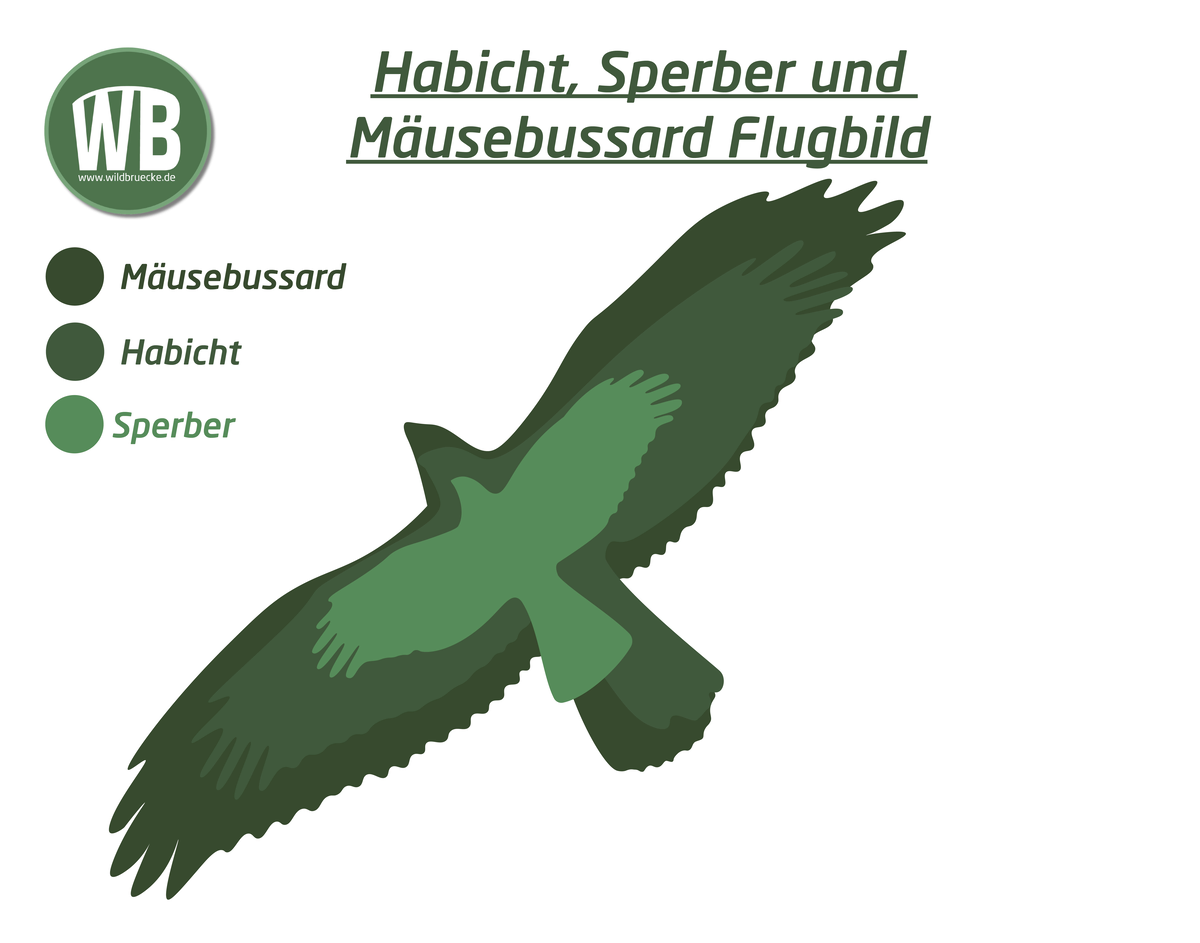 Sperber Größe im Vergleich zum Habicht und Mäusebussard - Vögel in Europa