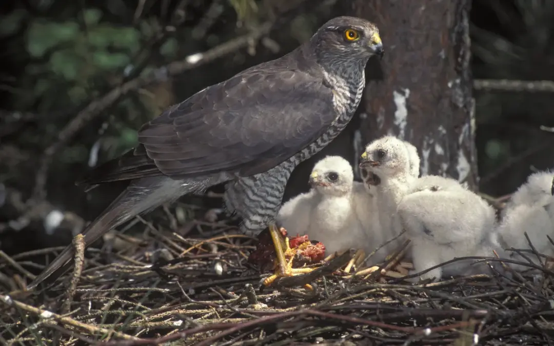 Der Sperber Horst: Wie und wo der flinke Jäger seine Jungen großzieht