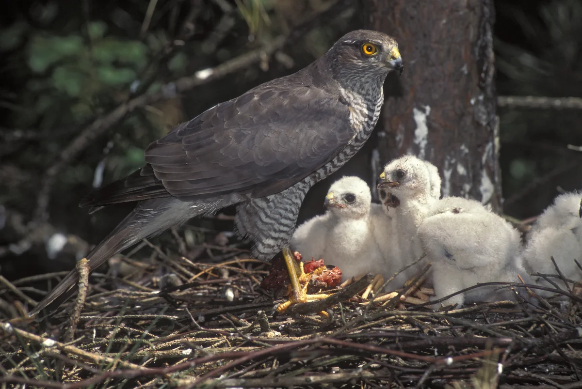 Hnízdo jestřába s mláďaty - Ptáci Evropy