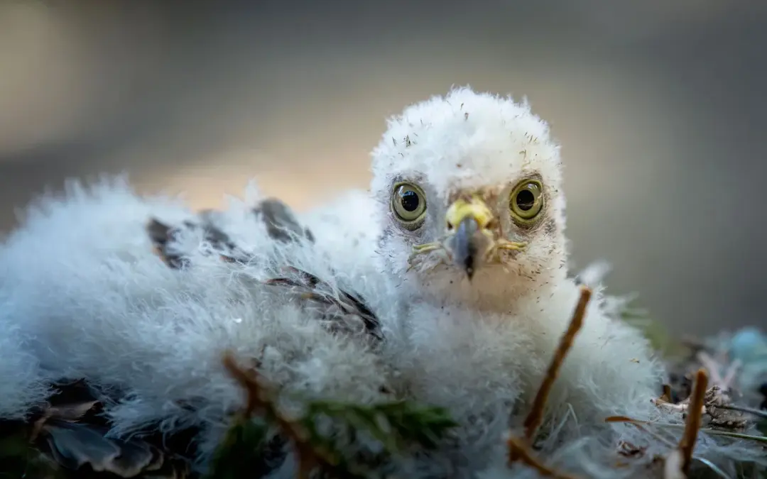 Das Sperber Jungtier: So wächst der flinke Greifvogel in unseren Wäldern auf