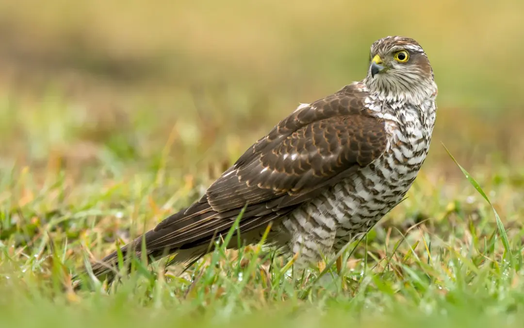 Der Sperber Ruf: Wie dieser heimische Greifvogel akustisch auf sich aufmerksam macht