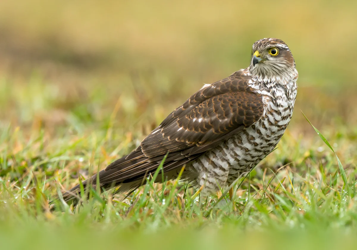 Sperber Ruf - Vögel in Europa